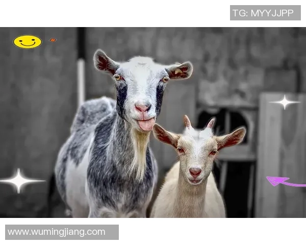 足球与山羊的奇妙结合探讨运动与自然的和谐之美